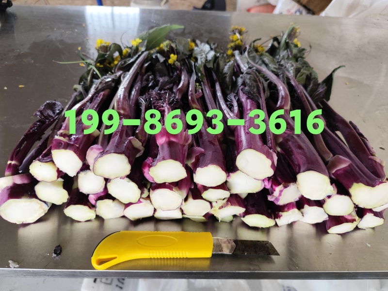 武汉特色产品洪山菜苔紫菜苔自有农场保障供应