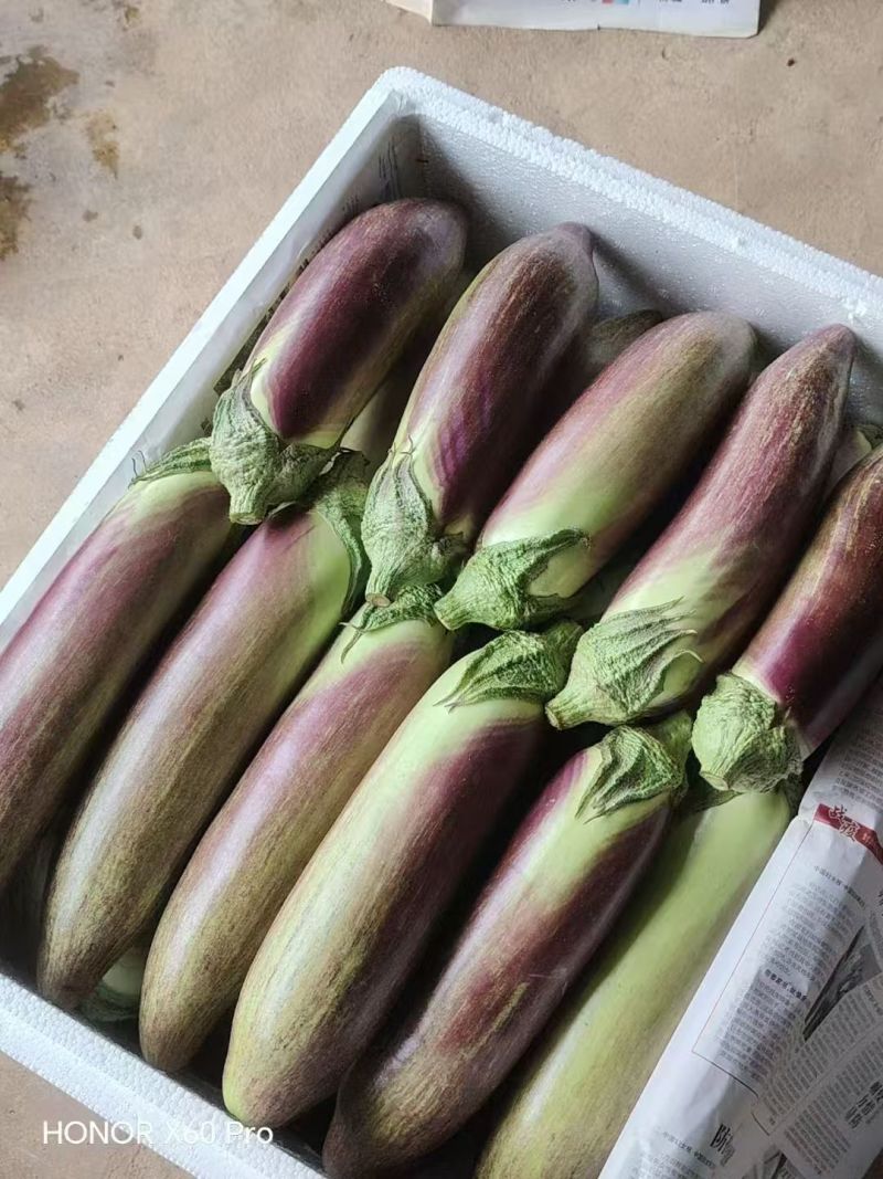 版纳冰川茄(傣乡糯茄)