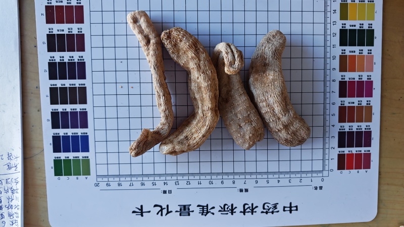 天麻！云南邵通货，高含量！一手货源，量大价优，规格齐全！
