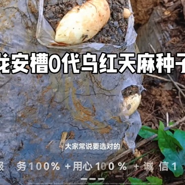 云南彝良县0袋乌天麻和红嘴麻种子