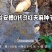 云南彝良县0袋乌天麻和红嘴麻种子