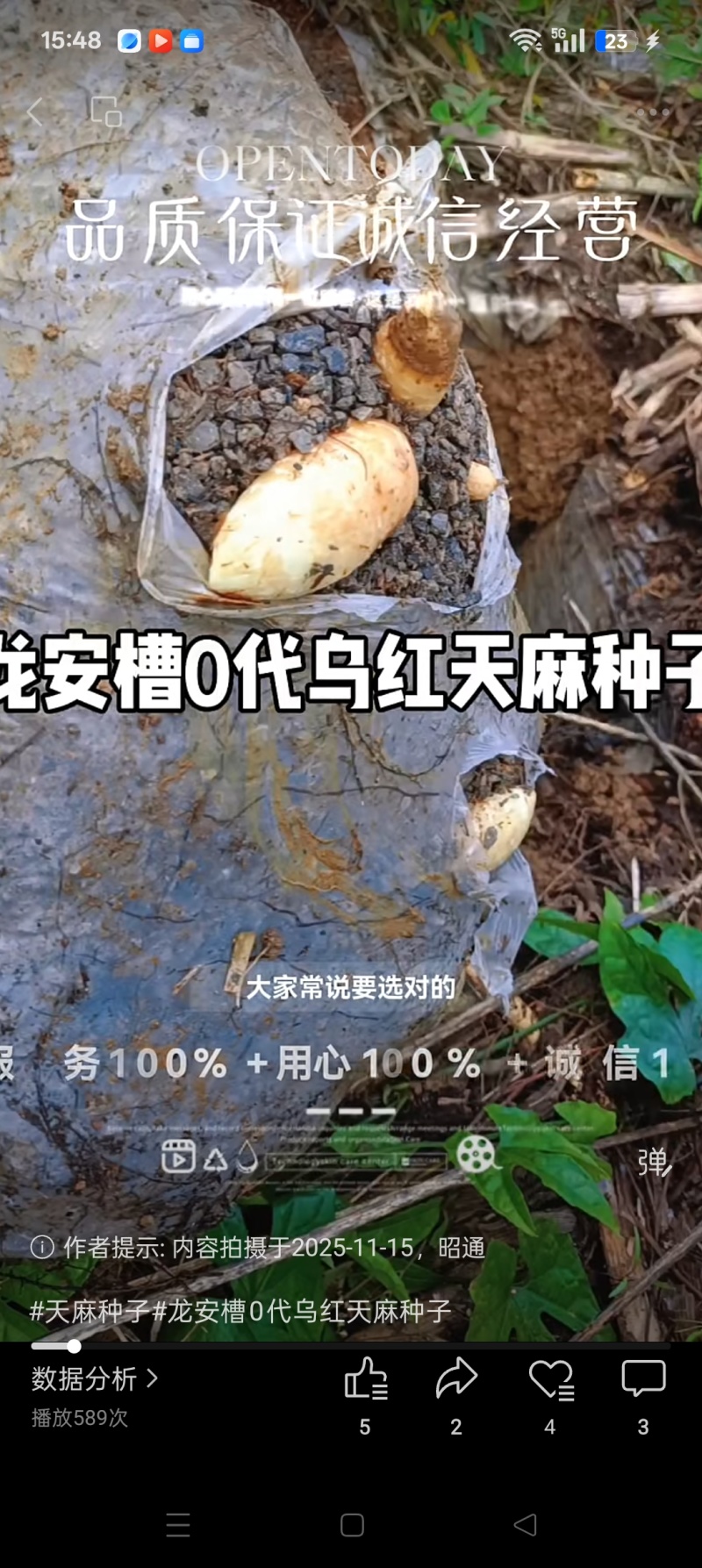 云南彝良县0袋乌天麻和红嘴麻种子