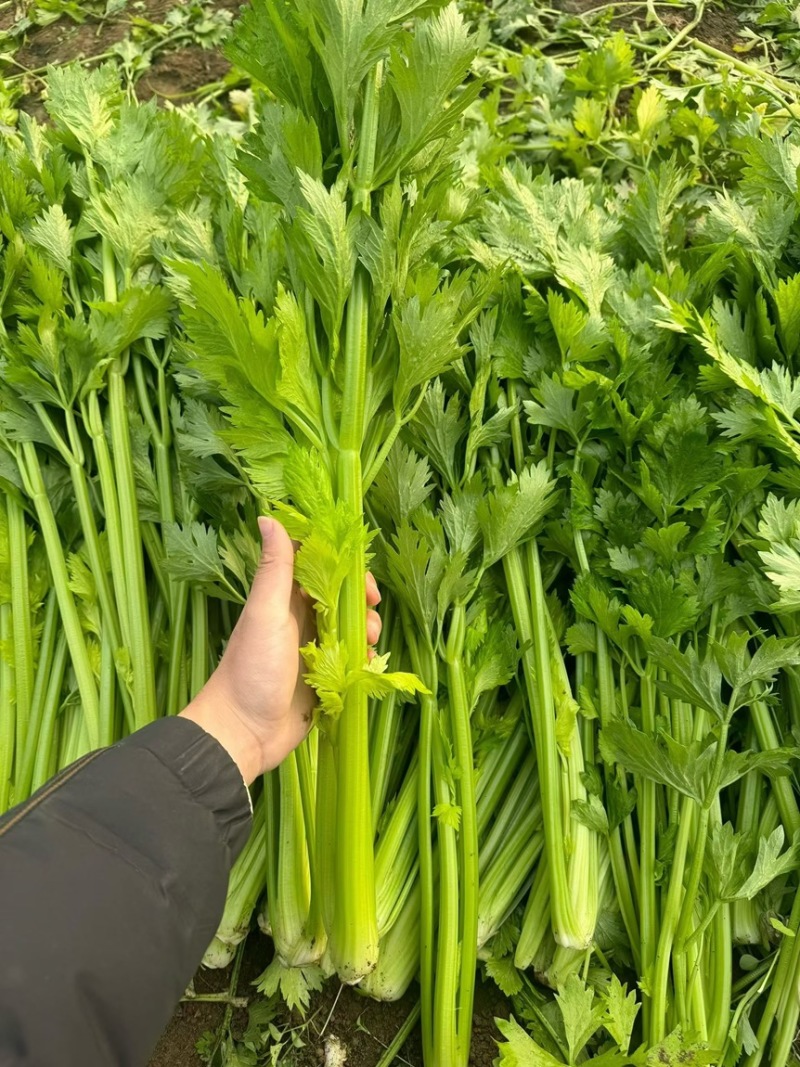 精品西芹