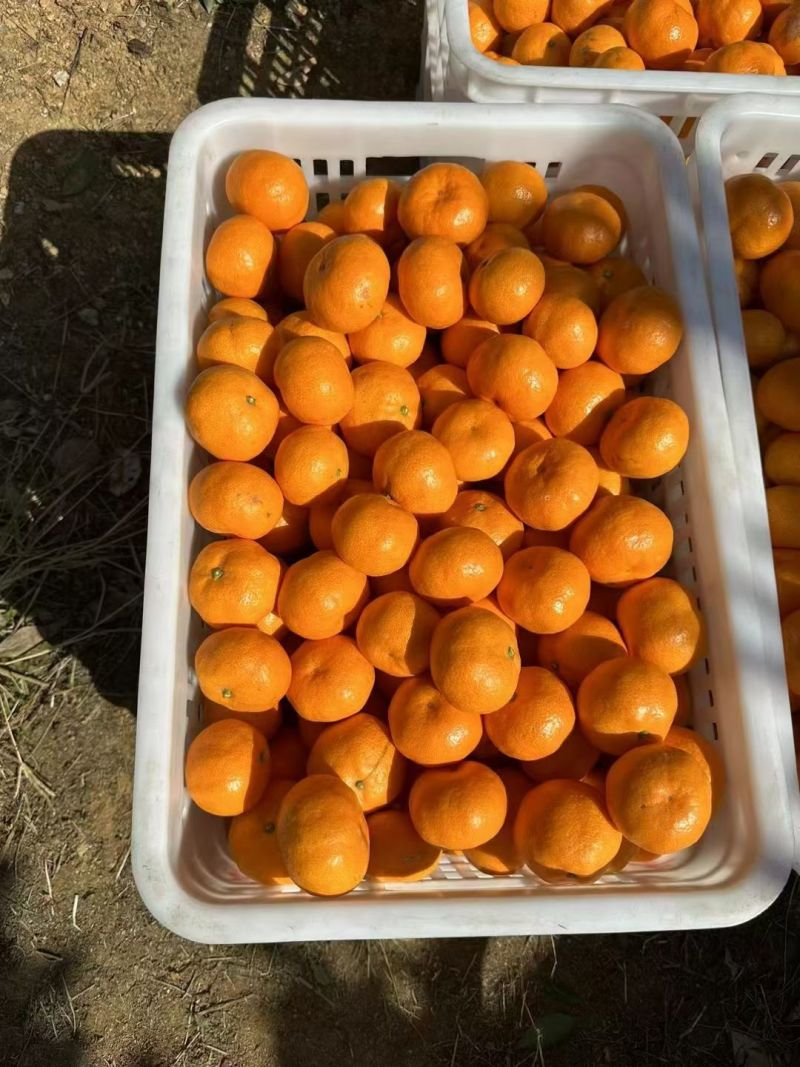 涌泉蜜桔精品果产地直发
