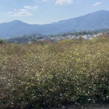 百亩鬼针草