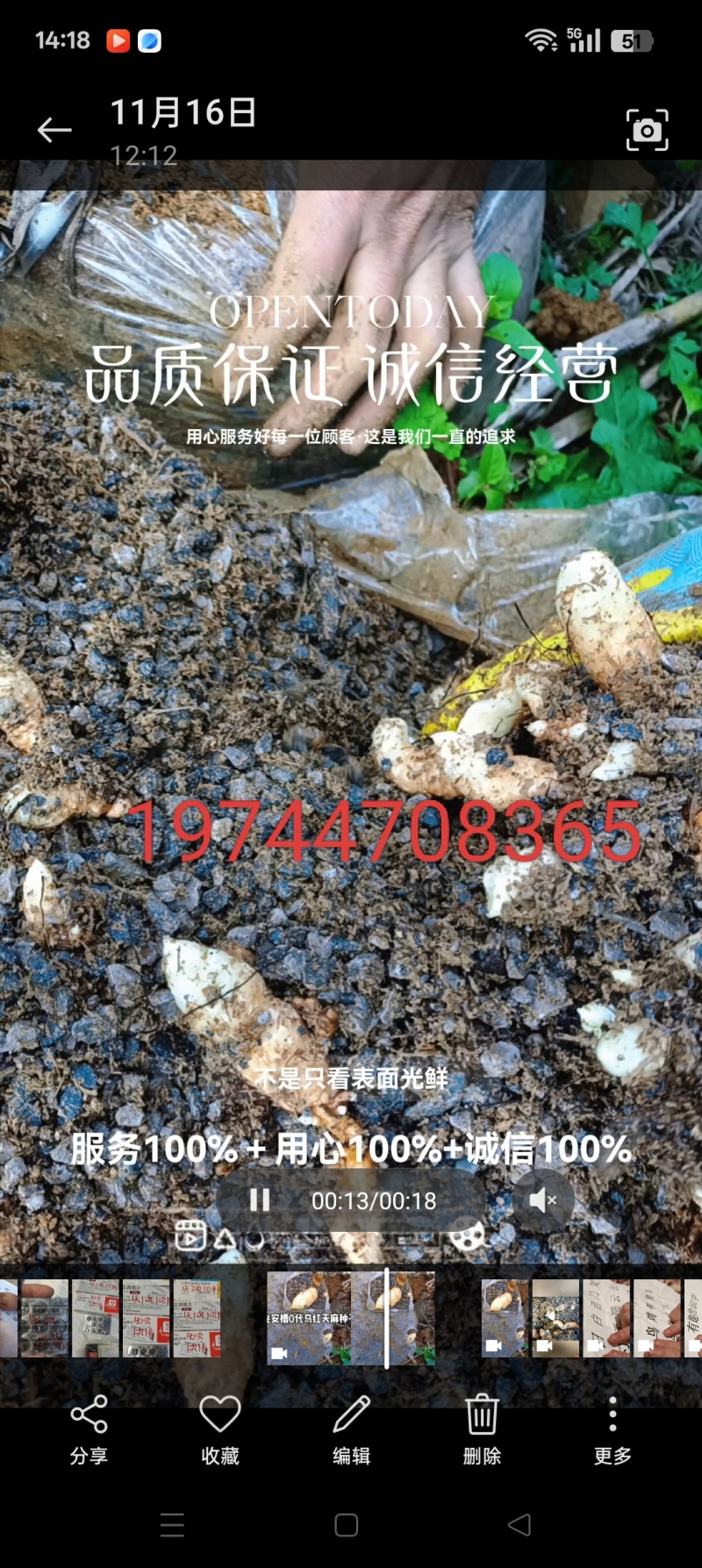 云南彝良县0袋乌天麻和红嘴麻种子