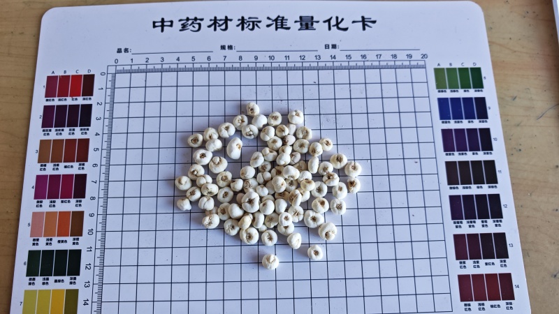 贝母！小贝母，产地一手货源，量大价优。各规格齐全。