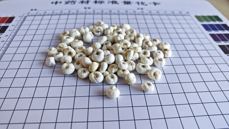 贝母！小贝母，产地一手货源，量大价优。各规格齐全。