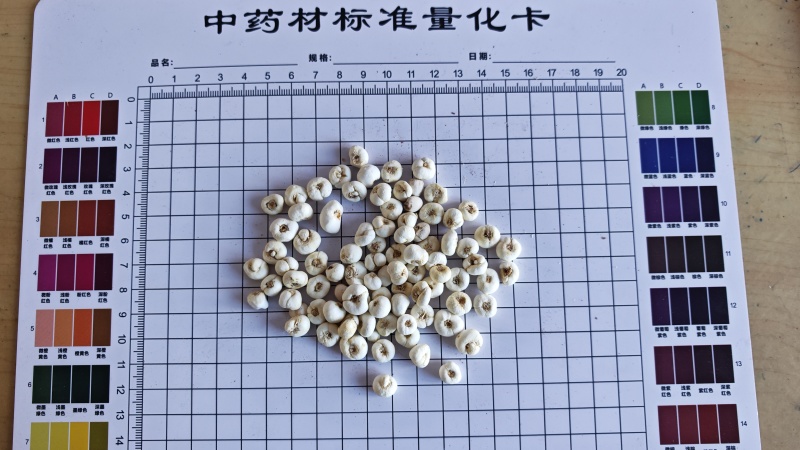 贝母！小贝母，产地一手货源，量大价优。各规格齐全。