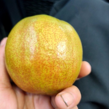 玉露香梨
