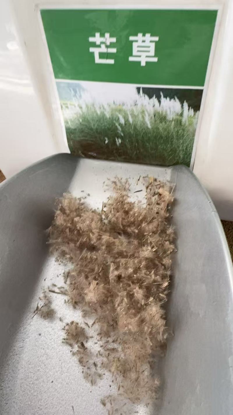 护坡牧草芒草种子四季种南方北方种植野护坡绿化