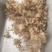 护坡牧草芒草种子四季种南方北方种植野护坡绿化