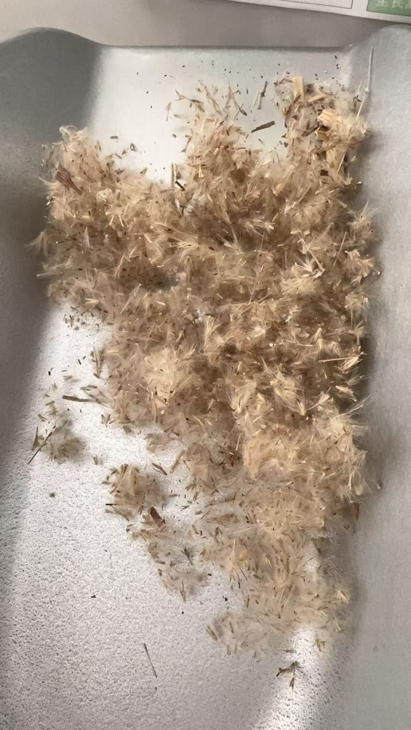 护坡牧草芒草种子四季种南方北方种植野护坡绿化