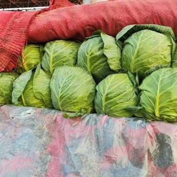 甘蓝大量有货，颜色漂亮，个头均匀，欢迎来电咨询