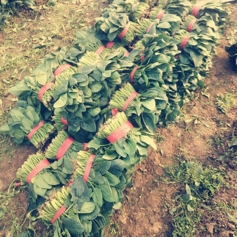 菠菜打捆装包都有菠菜大叶菠菜基地直发量大价优欢迎联系