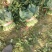 菠菜打捆装包都有菠菜大叶菠菜基地直发量大价优欢迎联系