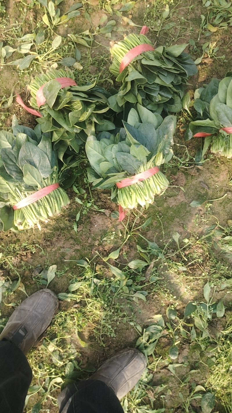 菠菜打捆装包都有菠菜大叶菠菜基地直发量大价优欢迎联系