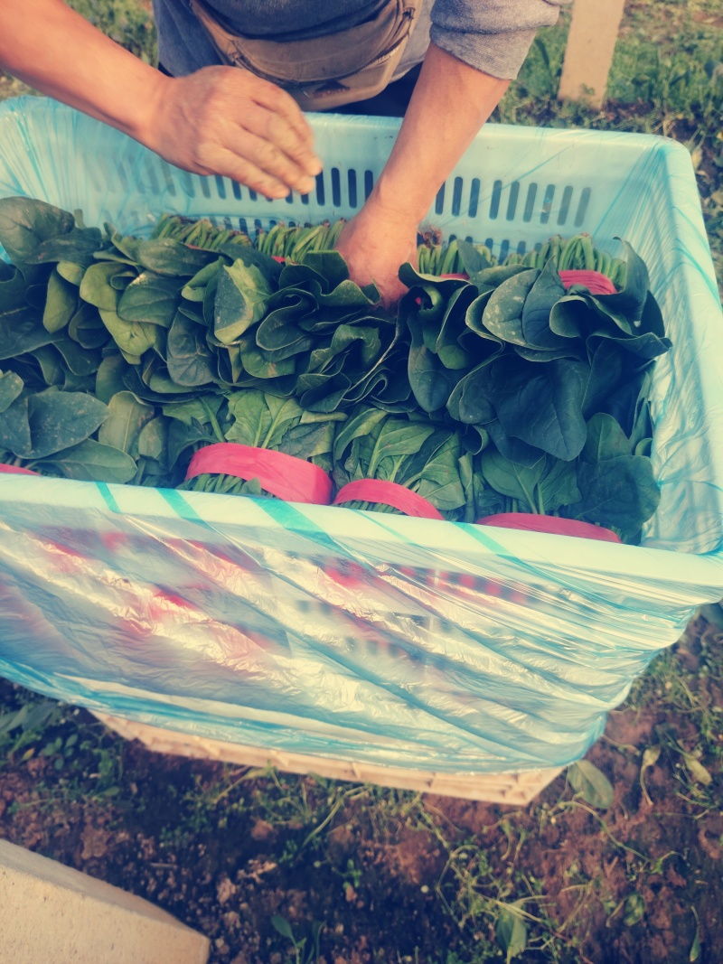 菠菜打捆装包都有菠菜大叶菠菜基地直发量大价优欢迎联系