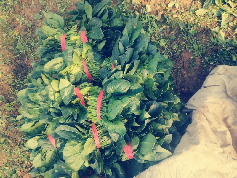 菠菜打捆装包都有菠菜大叶菠菜基地直发量大价优欢迎联系