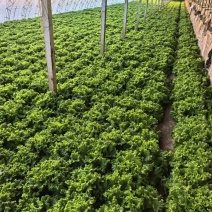 （推荐）散叶生菜，唐山绿叶生菜，常年供应各大商超，市场