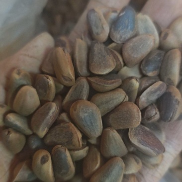 炒熟松子籽粒饱满一袋9斤