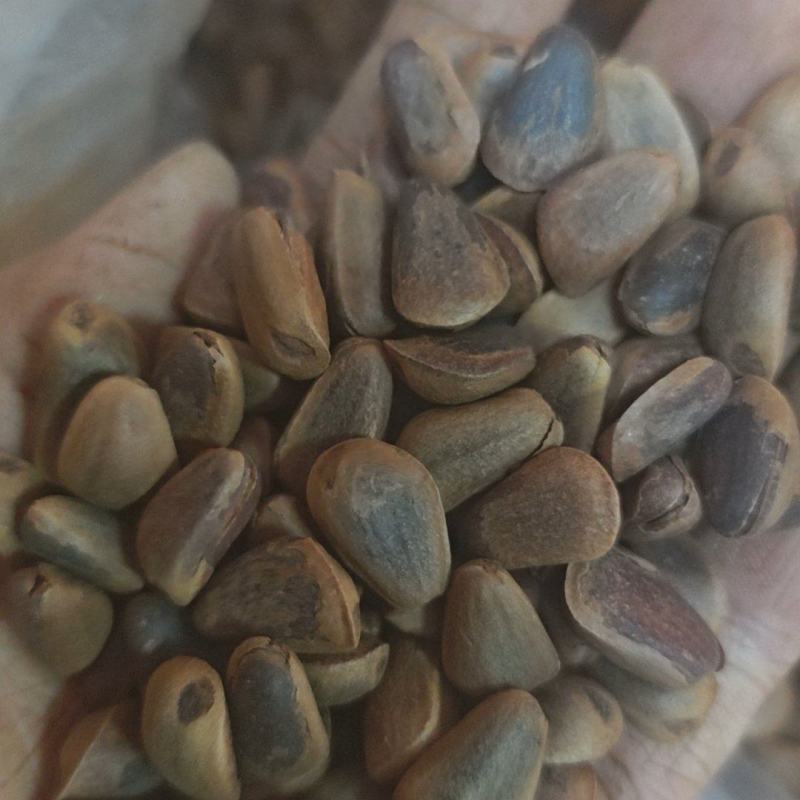 炒熟松子籽粒饱满一袋9斤