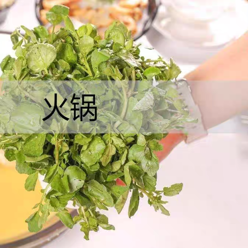 新鲜西洋菜，自家种植一天可以出几百到一千斤，需要的联系。