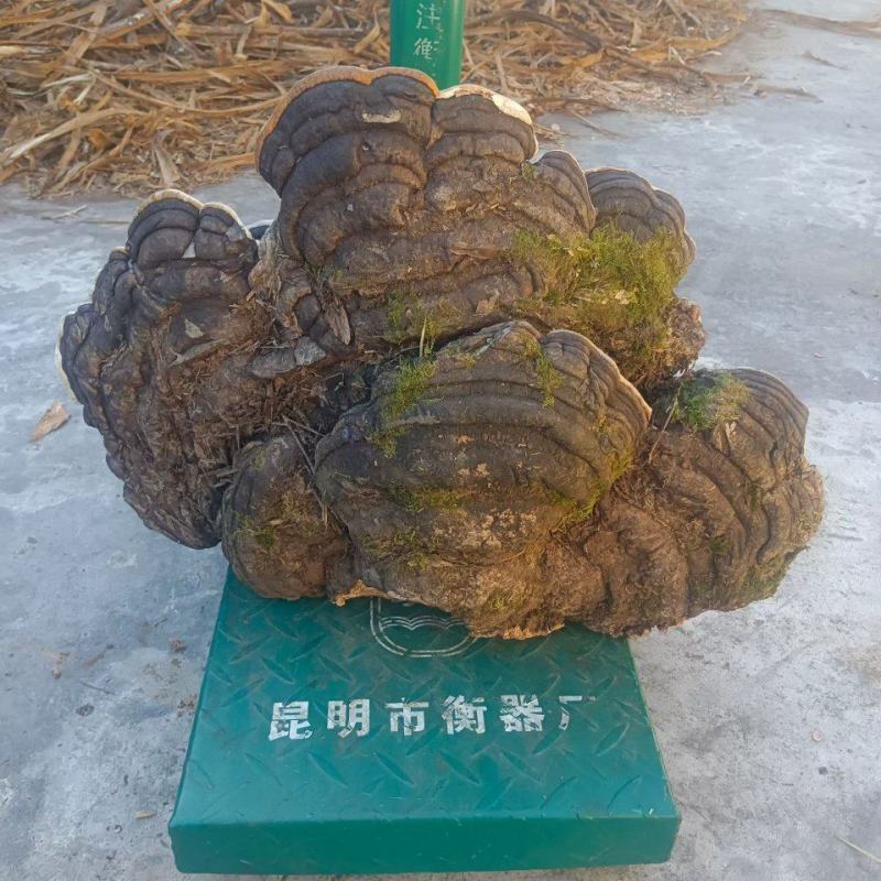 树舌