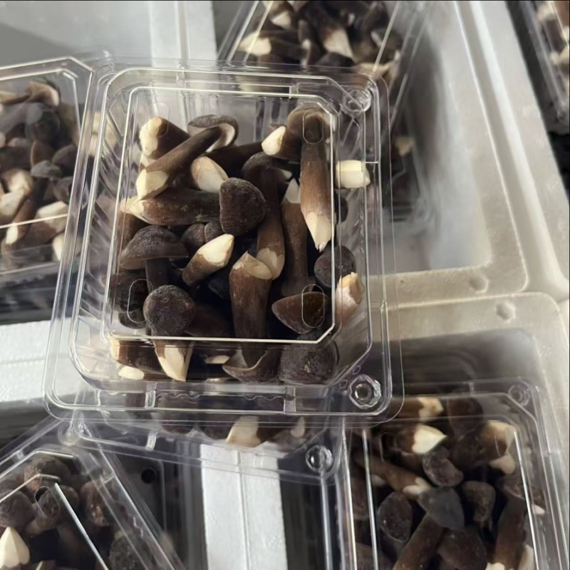 农户直销黑皮鸡枞菌