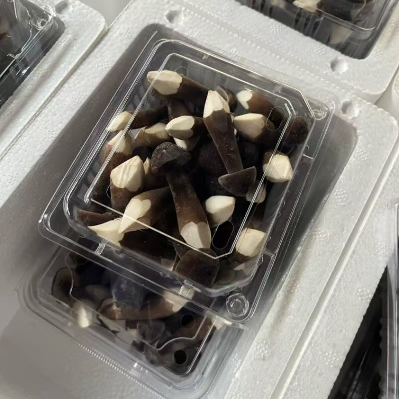 农户直销黑皮鸡枞菌