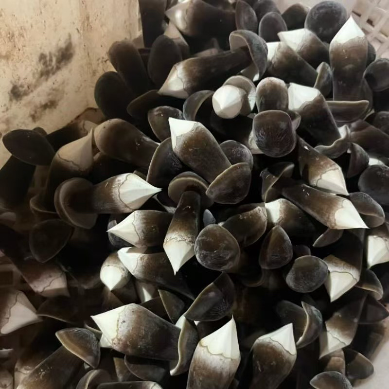 农户直销黑皮鸡枞菌