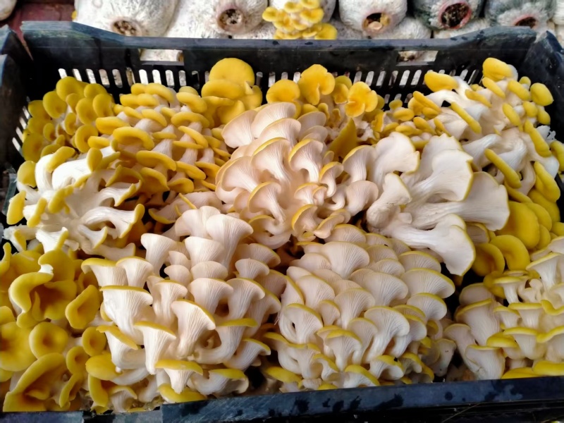 今年新货鸡油菌