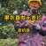 湖南冰糖橙果园直采规格齐全可按需带办
