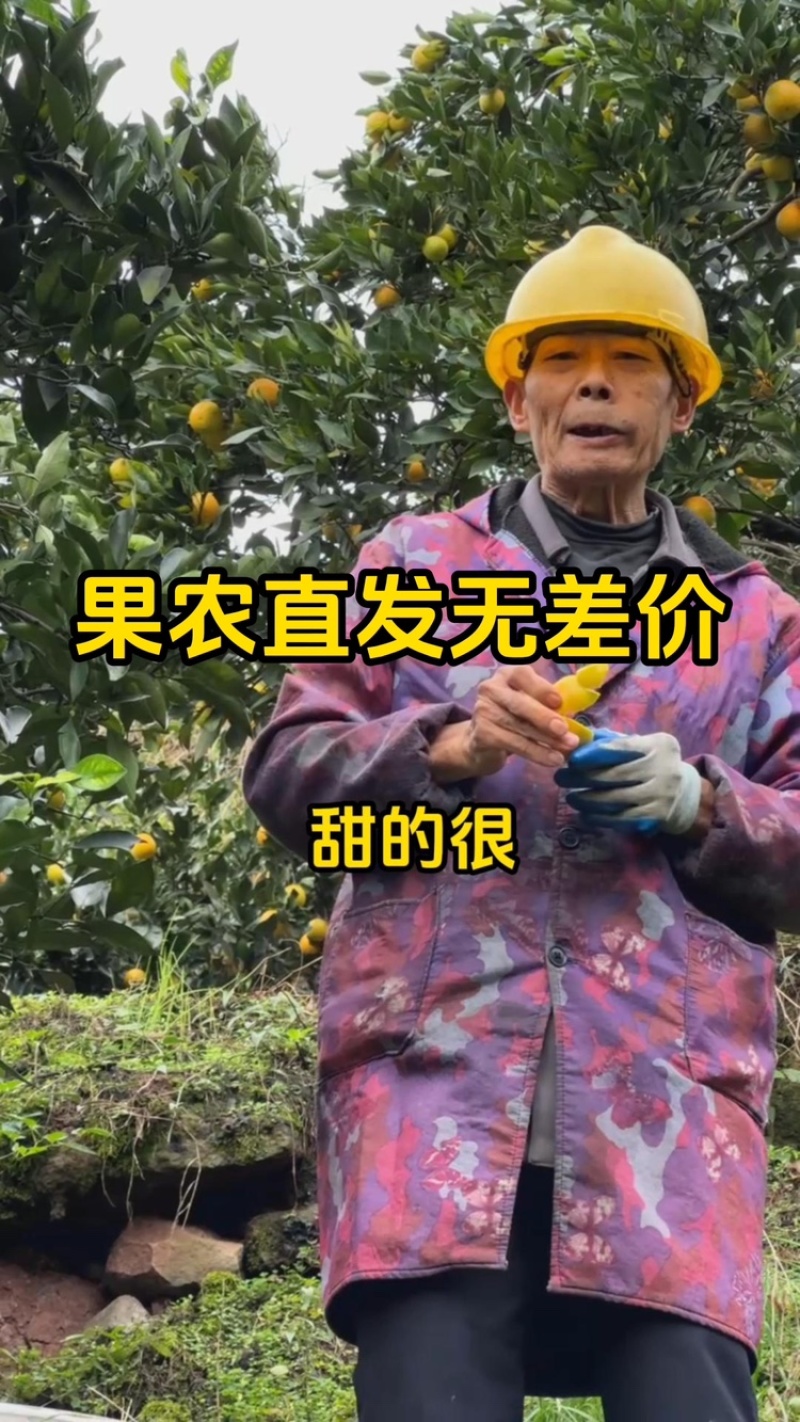 湖南冰糖橙果园直采规格齐全可按需带办