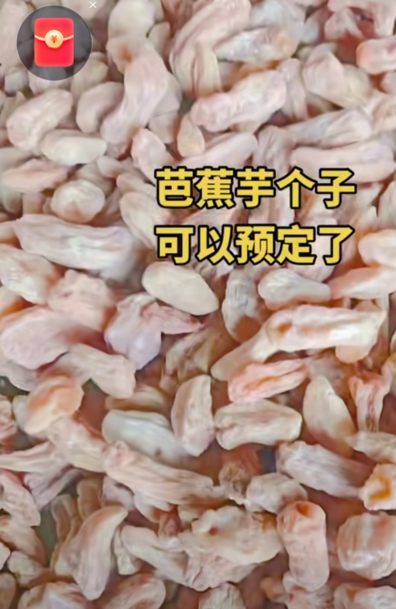 芭蕉芋