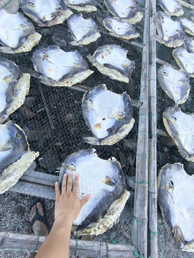 河豚干