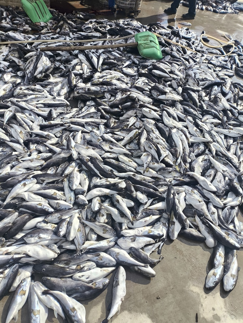 河豚干