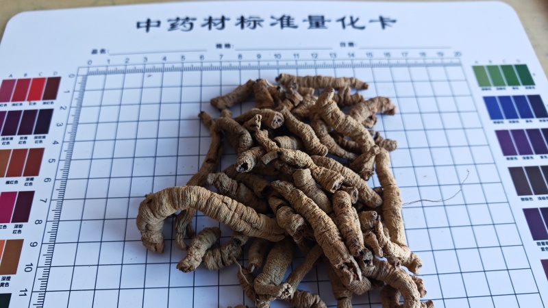 巴戟肉！广东货。肉质肥厚、根条粗壮、连珠状明显、味甜！