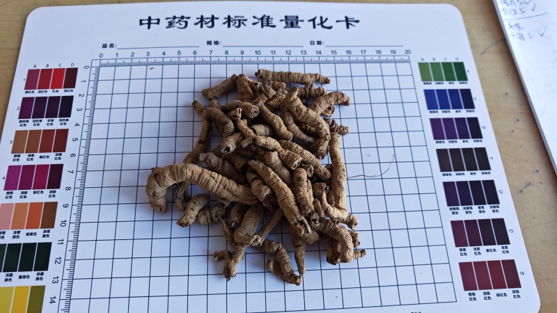巴戟肉！广东货。肉质肥厚、根条粗壮、连珠状明显、味甜！