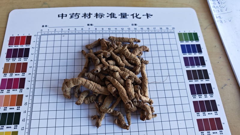 巴戟肉！广东货。肉质肥厚、根条粗壮、连珠状明显、味甜！