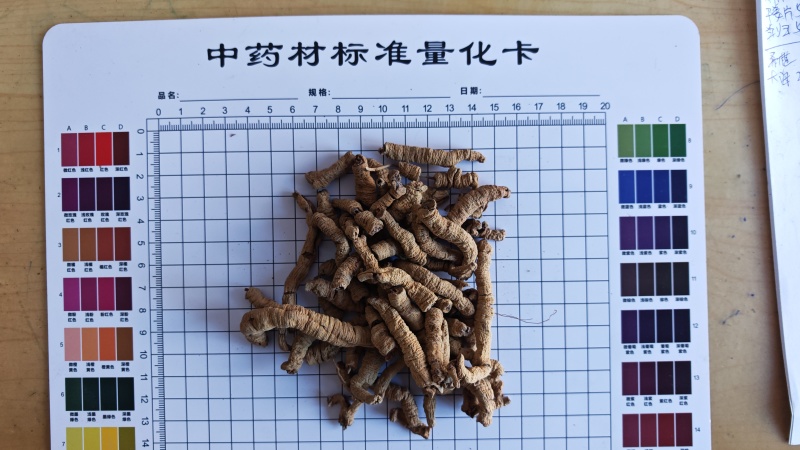 巴戟肉！广东货。肉质肥厚、根条粗壮、连珠状明显、味甜！