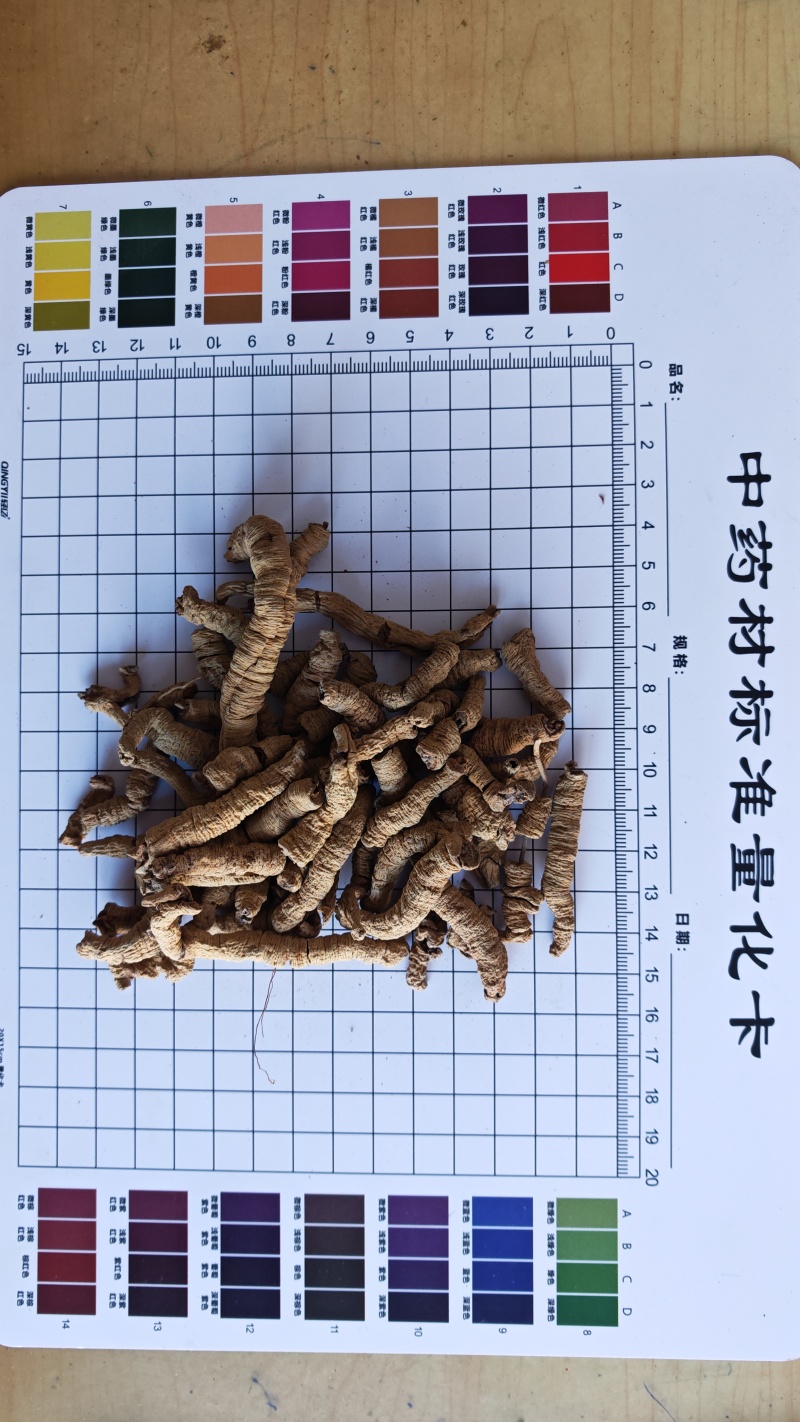 巴戟肉！广东货。肉质肥厚、根条粗壮、连珠状明显、味甜！