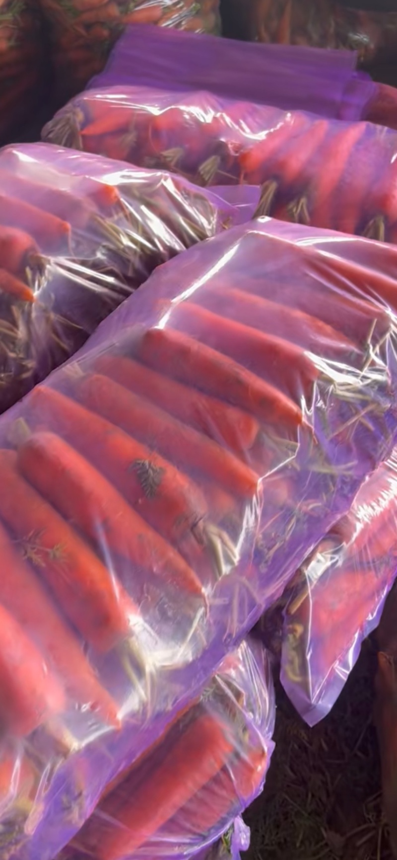三红红萝卜大量上市/产地直发品质保证/量大价优全国发货