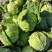 精品甘蓝大量现货对接全国各批发市场加工厂