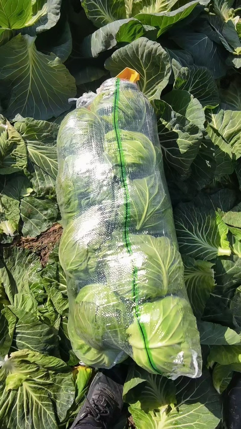 精品甘蓝大量现货对接全国各批发市场加工厂