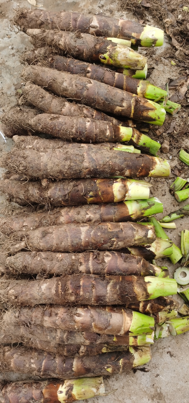 大量现货高钙香芋需要联系，价格美丽，口感软糯香甜。