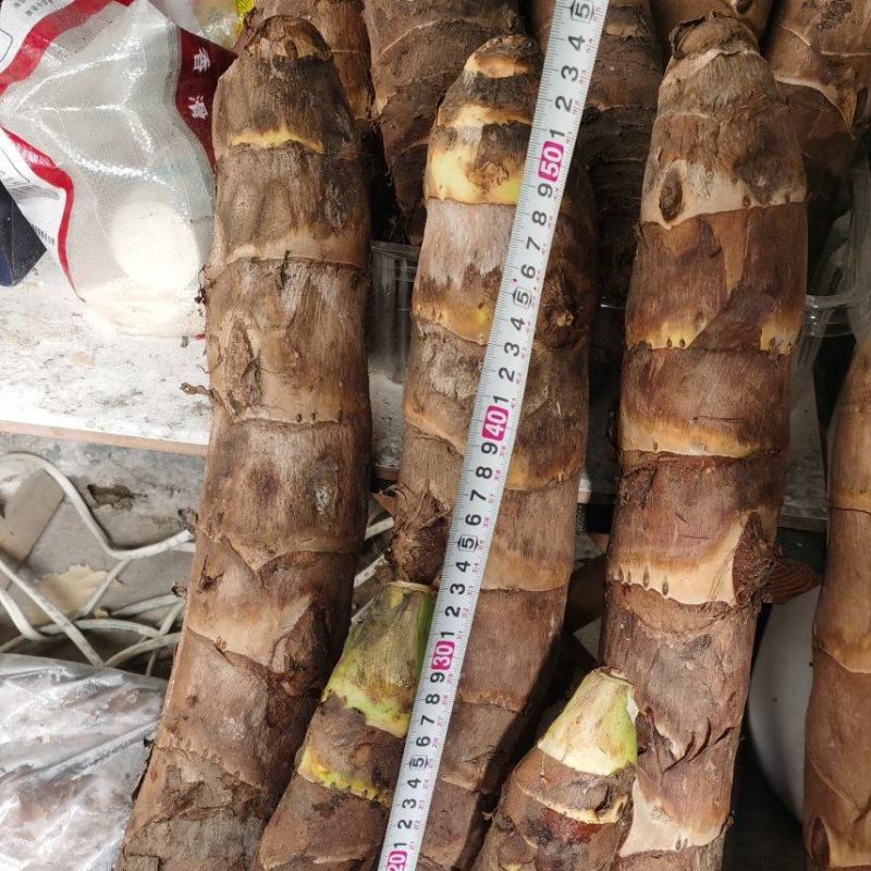大量现货高钙香芋需要联系，价格美丽，口感软糯香甜。