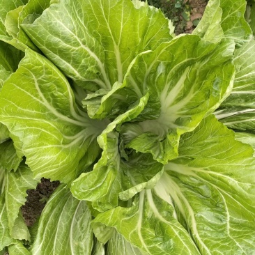 贵州精品芥菜一手货源品质保证对接商超欢迎联系