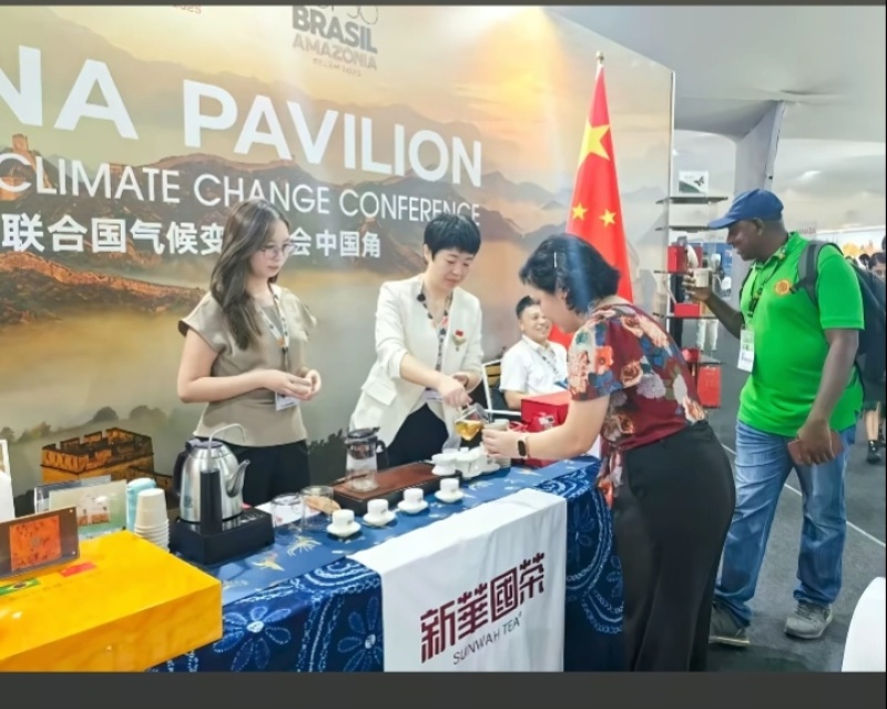 走进联合国的茶叶，中国云南麻栗坡老山百年古茶