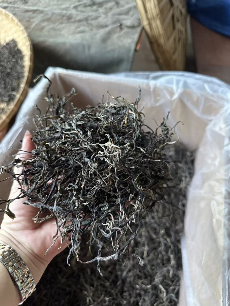 走进联合国的茶叶，中国云南麻栗坡老山百年古茶